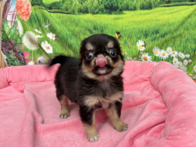 和歌山県のチワワ(ロング) (アミーゴ和歌山太田店/2025年11月11日生まれ/女の子/ブラックタン)の子犬の3枚目の画像