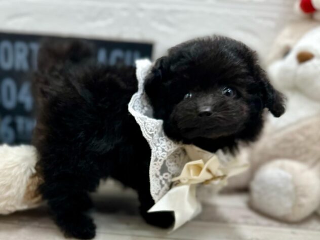 岡山県のトイプードル(トイ) (ワンキャラット アミーゴ岡南店/2025年12月4日生まれ/女の子/ブラック)の子犬の2枚目の画像