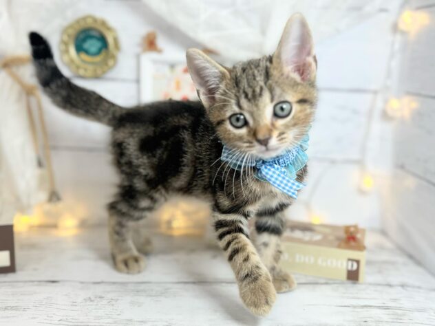 香川県のアメリカンショートヘアー (ワンキャラット アミーゴ屋島店/2025年12月4日生まれ/男の子/ブラウンタビー)の子猫の2枚目の画像