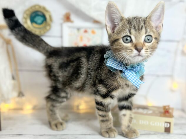 香川県のアメリカンショートヘアー (ワンキャラット アミーゴ屋島店/2025年12月4日生まれ/男の子/ブラウンタビー)の子猫の4枚目の画像