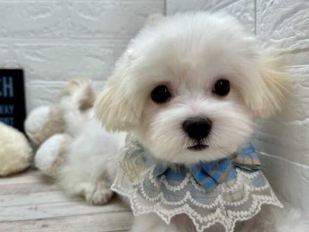 岡山県のハーフ犬・ミックス犬 (ワンキャラット アミーゴ岡南店/2025年9月17日生まれ/男の子/ホワイト)の子犬の2枚目の画像