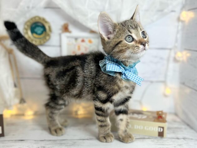 香川県のアメリカンショートヘアー (ワンキャラット アミーゴ屋島店/2025年12月4日生まれ/男の子/ブラウンタビー)の子猫の3枚目の画像