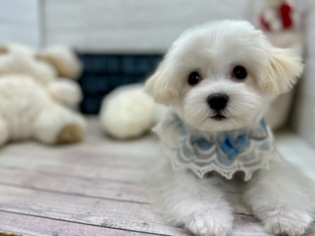 岡山県のハーフ犬・ミックス犬 (ワンキャラット アミーゴ岡南店/2025年9月17日生まれ/男の子/ホワイト)の子犬の3枚目の画像