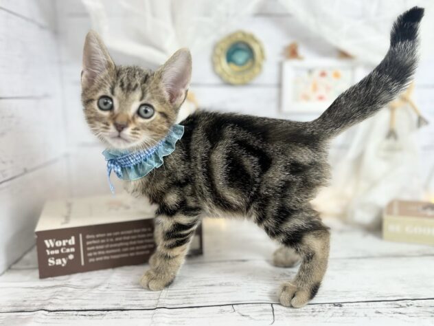 香川県のアメリカンショートヘアー (ワンキャラット アミーゴ屋島店/2025年12月4日生まれ/男の子/ブラウンタビー)の子猫