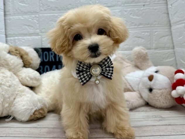 岡山県のマルプー(マルチーズ×プードル) (ワンキャラット アミーゴ岡南店/2025年11月1日生まれ/女の子/クリーム)の子犬の1枚目の画像