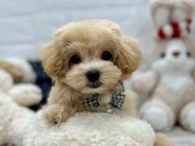 岡山県のマルプー(マルチーズ×プードル) (ワンキャラット アミーゴ岡南店/2025年11月1日生まれ/女の子/クリーム)の子犬の2枚目の画像