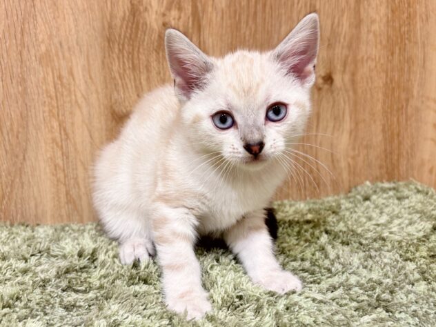 広島県のアメリカンショートヘアー (アミーゴ広島商工センター店/2025年11月4日生まれ/女の子/シールリンクスポイント)の子猫の2枚目の画像