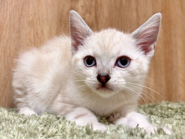 広島県のアメリカンショートヘアー (アミーゴ広島商工センター店/2025年11月4日生まれ/女の子/シールリンクスポイント)の子猫の1枚目の画像