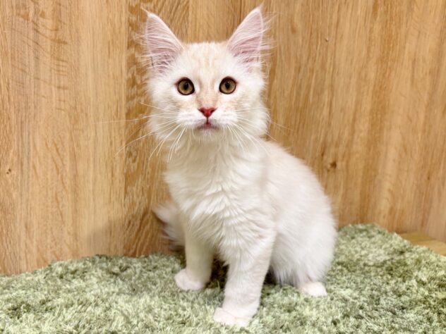 広島県のメインクーン (アミーゴ広島商工センター店/2025年9月29日生まれ/男の子/カメオタビー)の子猫の1枚目の画像