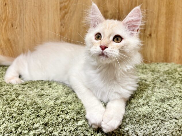 広島県のメインクーン (アミーゴ広島商工センター店/2025年9月29日生まれ/男の子/カメオタビー)の子猫の2枚目の画像