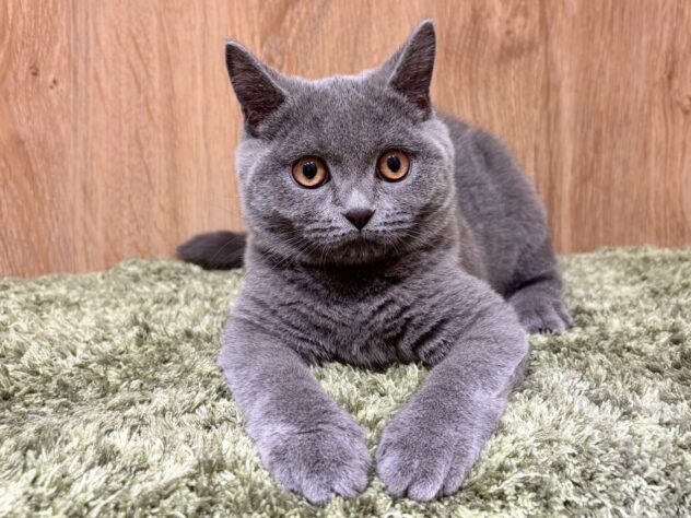 広島県のブリティッシュショートヘアー (アミーゴ広島商工センター店/2025年9月24日生まれ/女の子/ブルー)の子猫の1枚目の画像