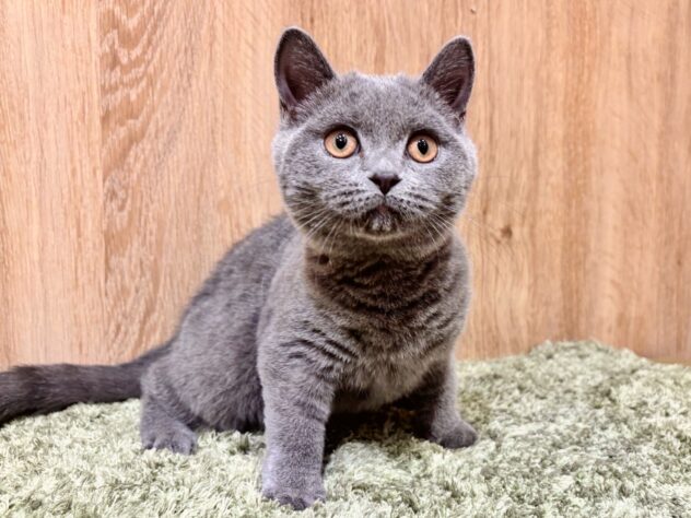 広島県のブリティッシュショートヘアー (アミーゴ広島商工センター店/2025年9月24日生まれ/女の子/ブルー)の子猫の2枚目の画像