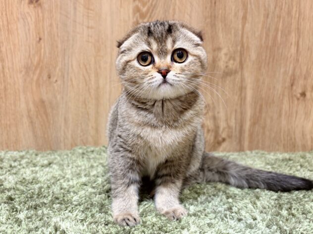 広島県のスコティッシュフォールド (アミーゴ広島商工センター店/2025年9月18日生まれ/女の子/ブラウンティックドタビー)の子猫の1枚目の画像