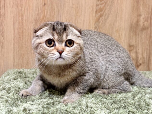 広島県のスコティッシュフォールド (アミーゴ広島商工センター店/2025年9月18日生まれ/女の子/ブラウンティックドタビー)の子猫の2枚目の画像