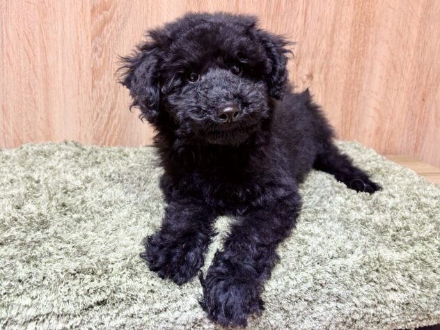 広島県のトイプードル(トイ) (アミーゴ広島商工センター店/2025年9月23日生まれ/女の子/ブラック)の子犬
