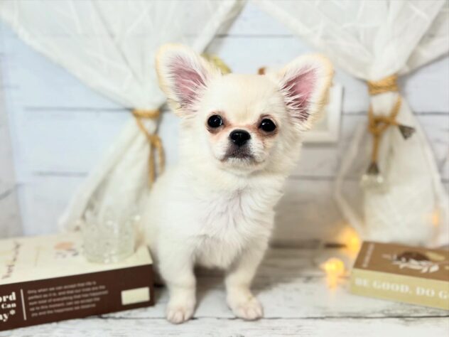 香川県のチワペキ/ペキチー/ペキチワ(チワワ×ペキニーズ) (ワンキャラット アミーゴ屋島店/2025年11月15日生まれ/女の子/クリーム)の子犬の1枚目の画像
