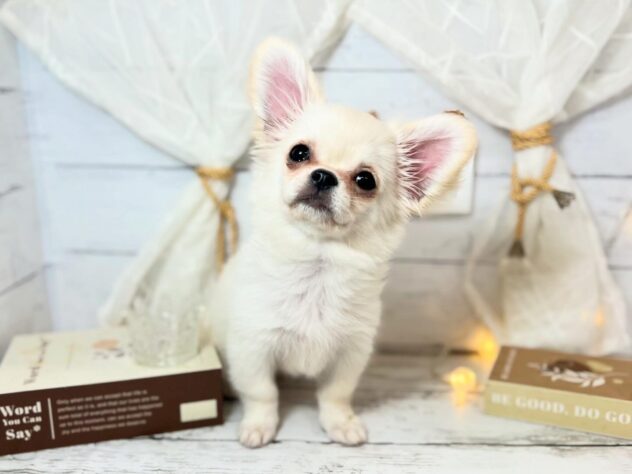 香川県のチワペキ/ペキチー/ペキチワ(チワワ×ペキニーズ) (ワンキャラット アミーゴ屋島店/2025年11月15日生まれ/女の子/クリーム)の子犬の2枚目の画像