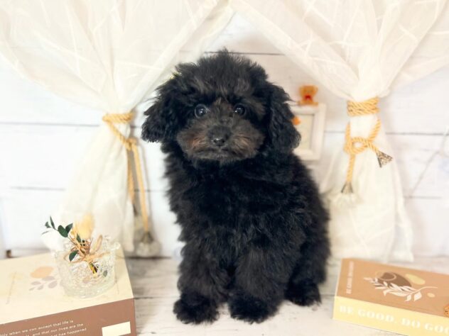 香川県のトイプードル(トイ) (ワンキャラット アミーゴ屋島店/2025年11月13日生まれ/女の子/ブラック)の子犬の1枚目の画像
