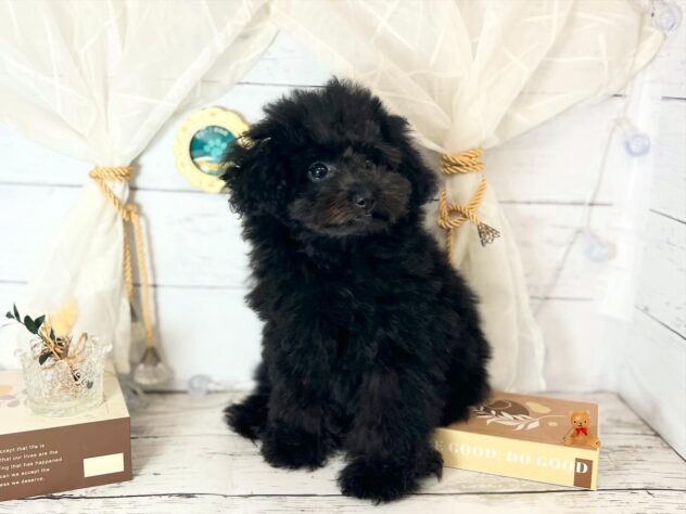 香川県のトイプードル(トイ) (ワンキャラット アミーゴ屋島店/2025年11月13日生まれ/女の子/ブラック)の子犬の2枚目の画像