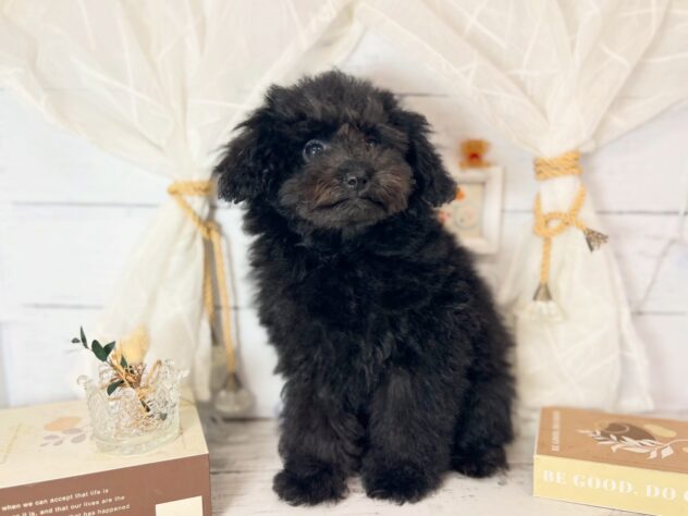 香川県のトイプードル(トイ) (ワンキャラット アミーゴ屋島店/2025年11月13日生まれ/女の子/ブラック)の子犬の3枚目の画像