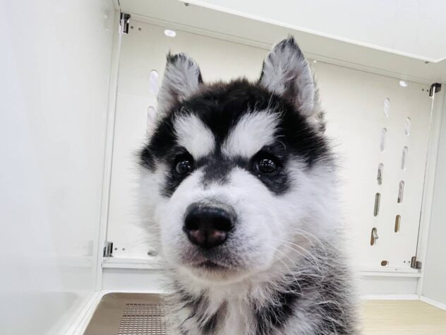 岡山県のシベリアンハスキー (アミーゴ水島店/2025年11月9日生まれ/女の子/ブラックホワイト)の子犬の1枚目の画像