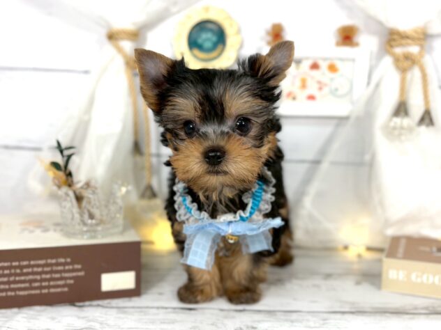 香川県のヨークシャーテリア (ワンキャラット アミーゴ屋島店/2026年11月9日生まれ/男の子/スチールブルータン)の子犬の2枚目の画像