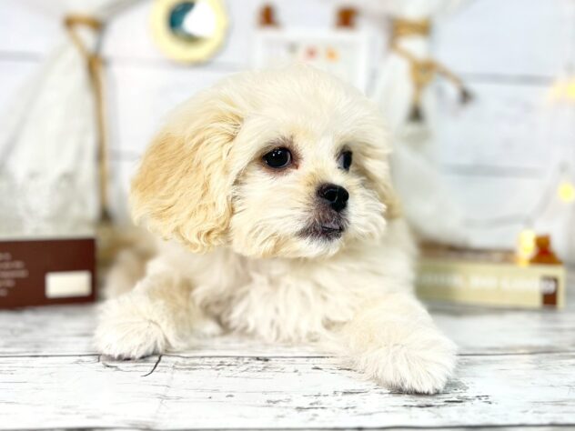 香川県のハーフ犬・ミックス犬 (ワンキャラット アミーゴ屋島店/2025年10月14日生まれ/女の子/クリーム)の子犬の2枚目の画像