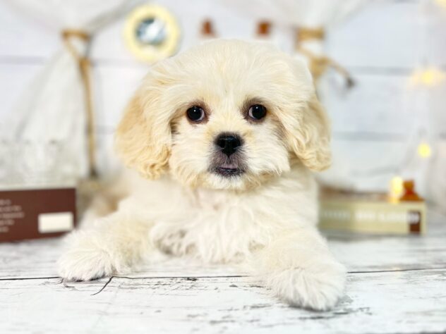 香川県のハーフ犬・ミックス犬 (ワンキャラット アミーゴ屋島店/2025年10月14日生まれ/女の子/クリーム)の子犬の1枚目の画像