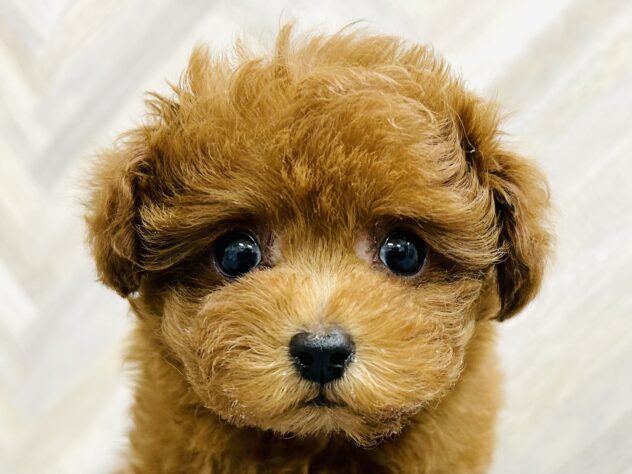 岡山県のトイプードル(トイ) (アミーゴ水島店/2025年11月10日生まれ/男の子/レッドフォーン)の子犬の1枚目の画像