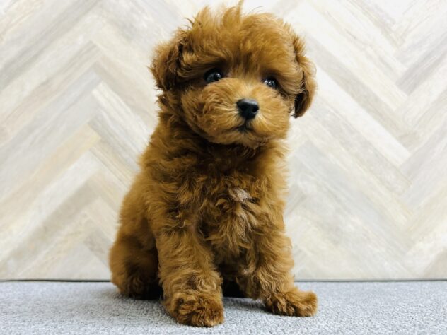 岡山県のトイプードル(トイ) (アミーゴ水島店/2025年11月10日生まれ/男の子/レッドフォーン)の子犬の2枚目の画像