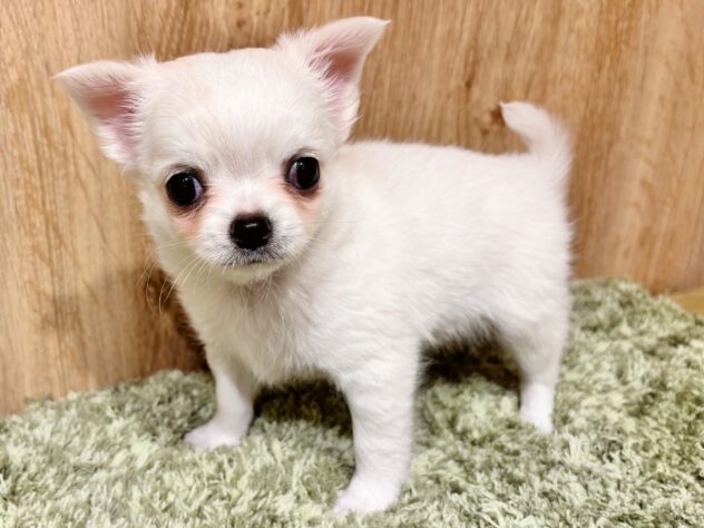 広島県のチワワ(ロング) (アミーゴ広島商工センター店/2025年11月8日生まれ/男の子/ホワイト)の子犬