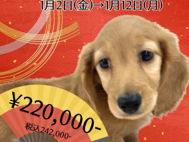 岡山県のカニンヘンダックスフンド(ロング) (アミーゴ津山店/2025年11月10日生まれ/男の子/ゴールド)の子犬