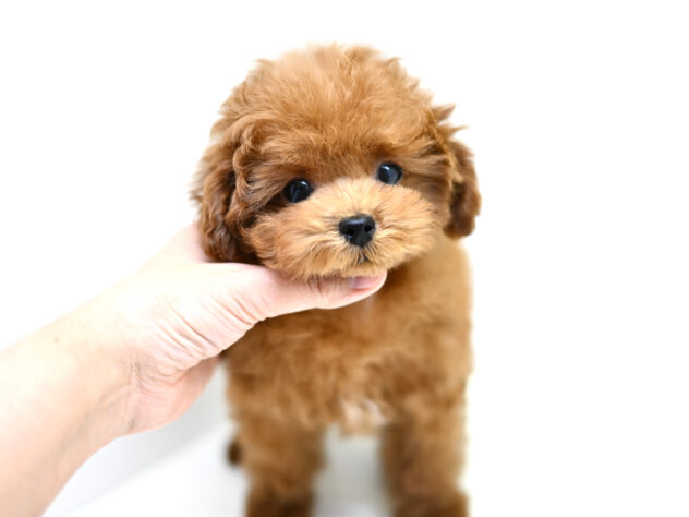 岡山県のトイプードル(トイ) (アミーゴ水島店/2025年11月10日生まれ/男の子/レッドフォーン)の子犬の1枚目の画像