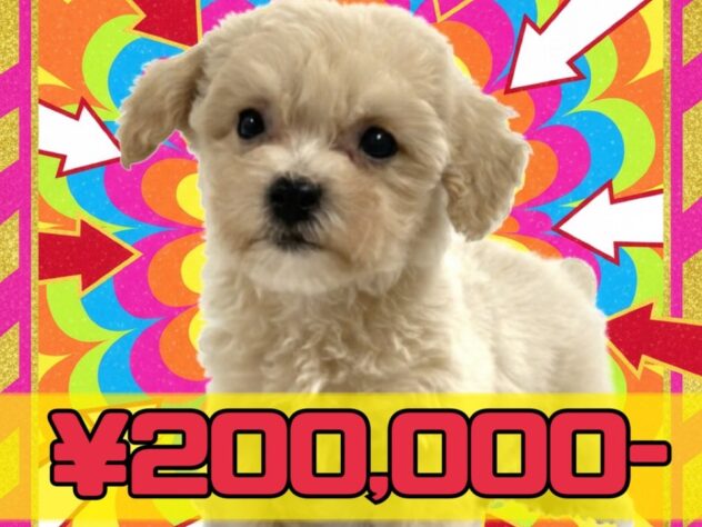 岡山県のハーフ犬・ミックス犬 (アミーゴ津山店/2025年11月15日生まれ/女の子/クリーム)の子犬