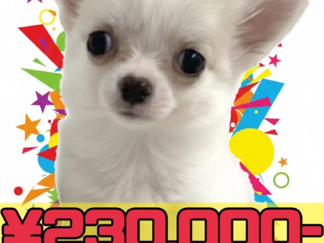 岡山県のチワワ(ロング) (アミーゴ津山店/2025年11月12日生まれ/女の子/クリーム)の子犬