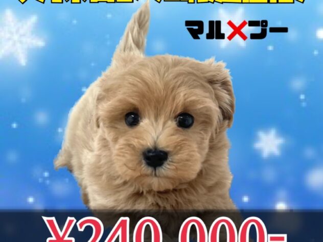 岡山県のハーフ犬・ミックス犬 (アミーゴ津山店/2025年11月24日生まれ/男の子/クリーム)の子犬