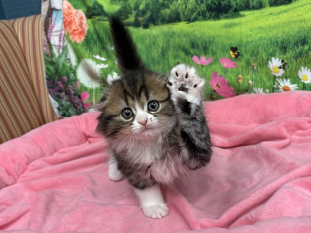 和歌山県のスコティッシュフォールド (アミーゴ和歌山太田店/2025年11月11日生まれ/女の子/ブラウンタビーホワイト)の子猫の2枚目の画像