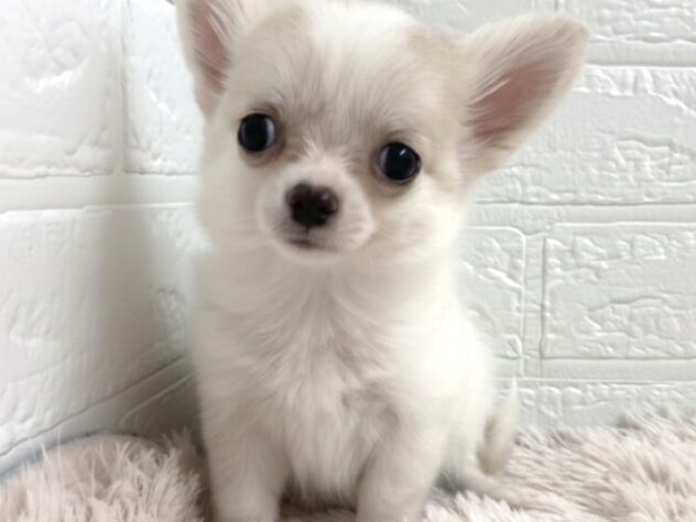 岡山県のチワワ(ロング) (アミーゴ津山店/2025年11月12日生まれ/女の子/クリーム)の子犬