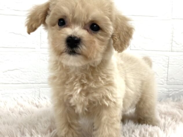 岡山県のハーフ犬・ミックス犬 (アミーゴ津山店/2025年11月15日生まれ/女の子/クリーム)の子犬