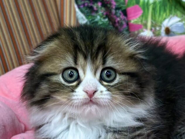 和歌山県のスコティッシュフォールド (アミーゴ和歌山太田店/2025年11月11日生まれ/女の子/ブラウンタビーホワイト)の子猫の1枚目の画像