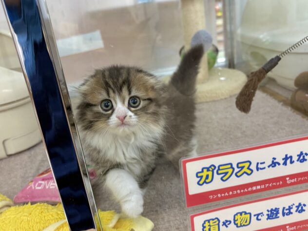 和歌山県のスコティッシュフォールド (アミーゴ和歌山太田店/2025年11月11日生まれ/女の子/ブラウンタビーホワイト)の子猫の3枚目の画像