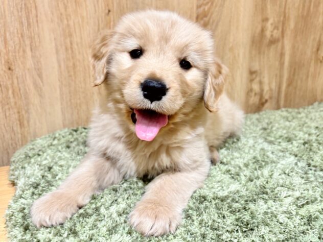 広島県のゴールデンレトリバー (アミーゴ広島商工センター店/2025年11月20日生まれ/男の子/ゴールデン)の子犬の1枚目の画像