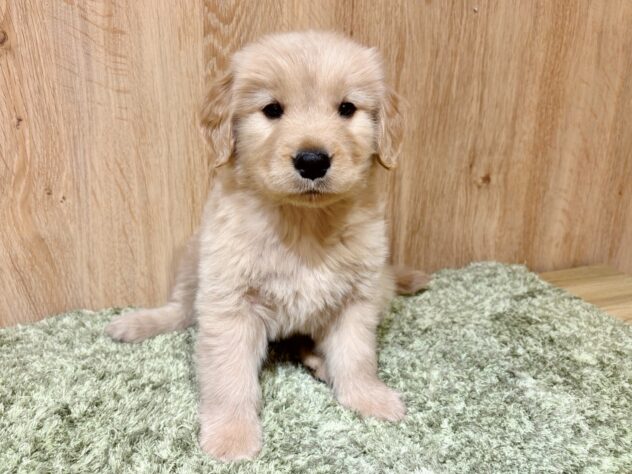 広島県のゴールデンレトリバー (アミーゴ広島商工センター店/2025年11月20日生まれ/男の子/ゴールデン)の子犬の2枚目の画像