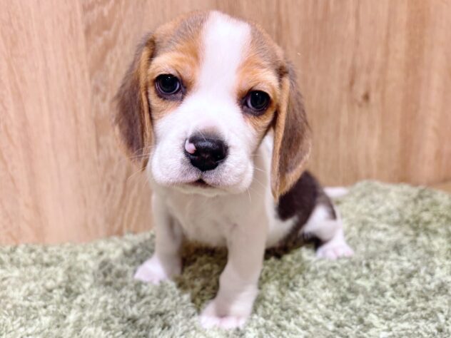 広島県のビーグル (アミーゴ広島商工センター店/2025年11月18日生まれ/男の子/ブラックホワイトタン)の子犬