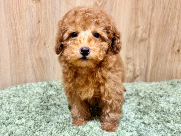 広島県のトイプードル(トイ) (アミーゴ広島商工センター店/2025年10月31日生まれ/女の子/レッド)の子犬