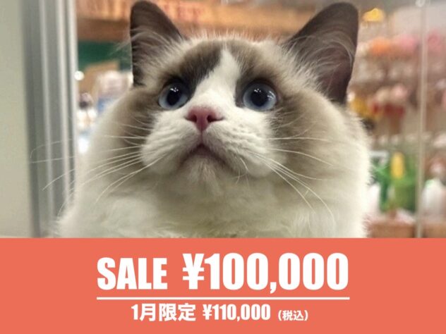 広島県のラグドール (アミーゴ東深津店/2025年5月25日生まれ/男の子/シールポイントバイカラー)の子猫の1枚目の画像