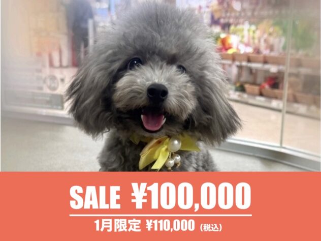 広島県のトイプードル(トイ) (アミーゴ東深津店/2025年4月14日生まれ/男の子/シルバー)の子犬の1枚目の画像