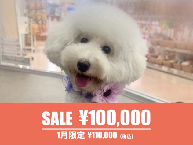 広島県のトイプードル(トイ) (アミーゴ東深津店/2025年2月20日生まれ/女の子/ホワイト)の子犬の1枚目の画像