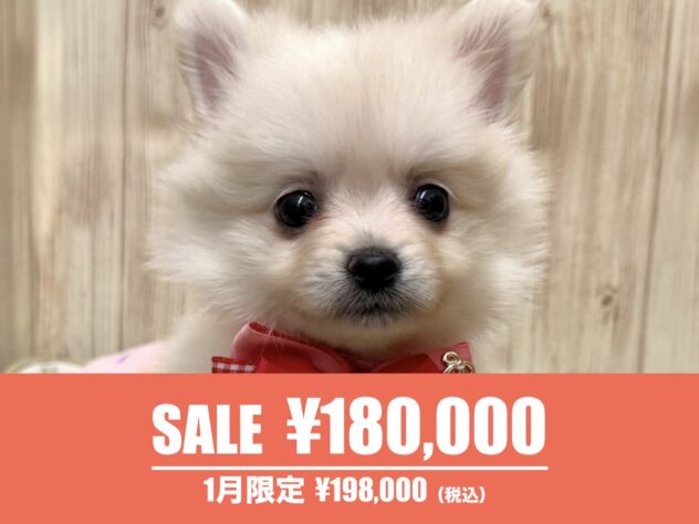 広島県のポメラニアン (アミーゴ東深津店/2025年8月4日生まれ/女の子/クリーム)の子犬の1枚目の画像