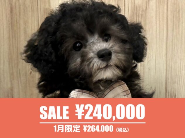 広島県のトイプードル(トイ) (アミーゴ東深津店/2025年8月25日生まれ/女の子/シルバー)の子犬